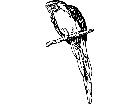 Bird Parrot Post Decal