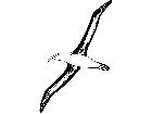  Birds Albatross T G P A 1 Decal