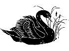  Birds Black Swan 1 2 9 V A 1 Decal