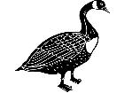 Birds Canadian Goose 1 2 9 V A 1 Decal