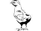  Birds Chick T G P A 1 Decal
