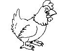  Birds Chicken D H P A 1 Decal