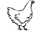  Birds Chicken P A 1 Decal