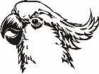  Birds Cockatoo P A 1 Decal