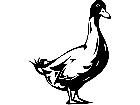  Birds Duck P A 1 Decal