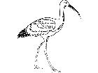  Birds Ibis T G P A 1 Decal
