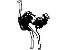  Birds Ostrich P A 1 Decal