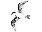  Birds Petrel T G P A 1 Decal