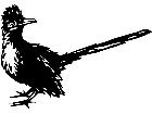 Birds Roadrunner P A 1 Decal