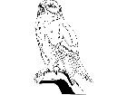  Birds Snowy Owl T G P A 1 Decal