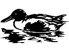  Birds Teal Duck P A 1 Decal