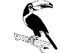  Birds Toucan T G P A 1 Decal