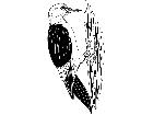  Birds Woodpecker T G P A 1 Decal