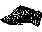 Black Molly Fish 1 4 1 V A 1 Decal
