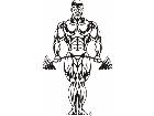  Body Builder 2 Decal