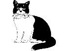  Cats British Bi Color 1 3 1 V A 1 Decal
