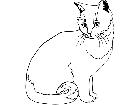  Cats British Cream Shorthair 1 3 1 V A 1 Decal