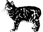  Cats Manx 1 3 1 V A 1 Decal