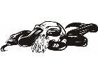  Skulls 1 4 4 3 D G Decal