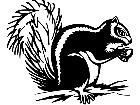  Squirrel 1 3 8 V A 1 Decal