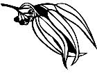  Trees Eucalyptus Leaves 1 5 7 V A 1 Decal