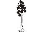  Trees Sequoia 1 5 8 V A 1 Decal