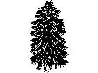 Trees Spruce 1 5 8 V A 1 Decal