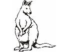  Wild Animals Kangaroo P A 1 Decal