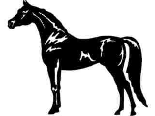  Horse Arabian_ 1 4 3_ V A 1 Decal Proportional