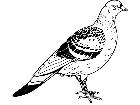  Birds Pigeon T G P A 1 Decal