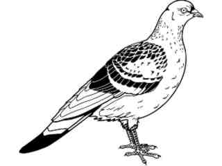  Birds_ Pigeon T G_ P A 1_ D T L Decal Proportional
