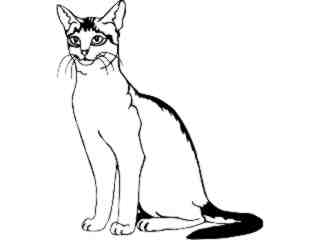  Cats_ Abyssinian_ 1 3 1_ V A 1 Decal Proportional