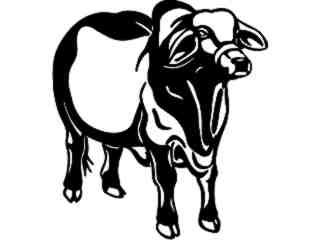  Cows_ Brahman_ 1 3 3_ V A 1 Decal Proportional