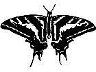  Butterfly 1 2 Decal