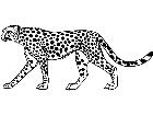  Cheetah Beauty Decal