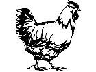  Chicker 1 3 8 V A 1 Decal