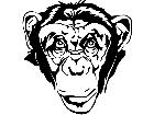  Chimpanzee Monkey Head 1 4 6 V A 1 Decal