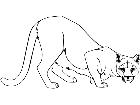  Cougar 1 4 5 V A 1 Decal