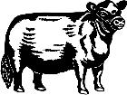  Cows Aberdeen 1 3 3 V A 1 Decal