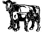  Cows Brown Swiss 1 3 3 V A 1 Decal