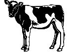  Cows Holstein 6 1 3 3 V A 1 Decal