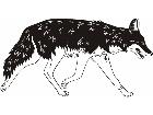  Coyote 1 4 5 V A 1 Decal
