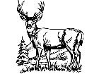  Deer Buck 0 8 Decal