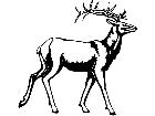  Deer 1 3 8 V A 1 Decal