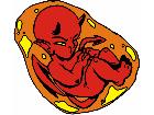  Devil Embryo 0 1 G D 1 Decal