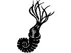  Dinosaurs Ammonite 1 3 5 V A 1 Decal