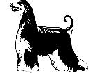  Dogs Afghan D R P A 1 Decal