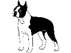  Dogs Boston Terrior 1 3 7 V A 1 Decal