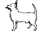  Dogs Chihuahua P A 1 Decal