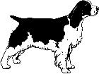 Dogs English Springer Spaniel 1 3 6 V A 1 Decal